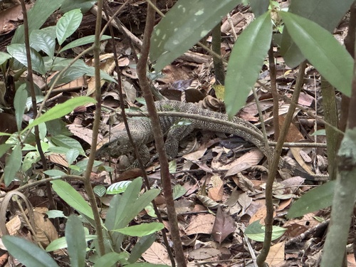 Varanus observed 2026-10-28