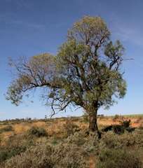 Myoporum platycarpum platycarpum