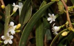 Myoporum platycarpum platycarpum