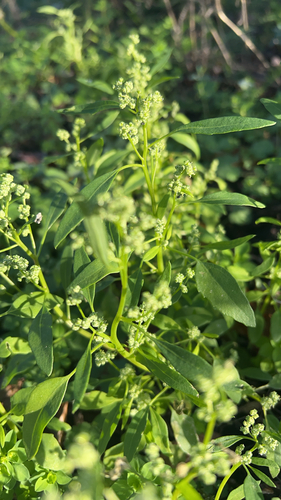Chenopodium observed 2026-10-28