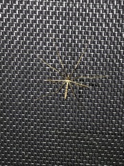 Tipulomorpha