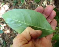 Coprosma macrocarpa minor
