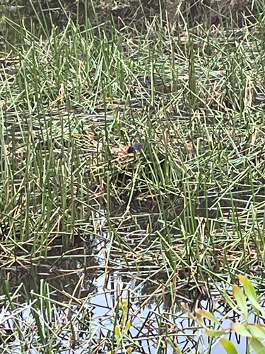Porphyrio porphyrio observed 2026-10-28