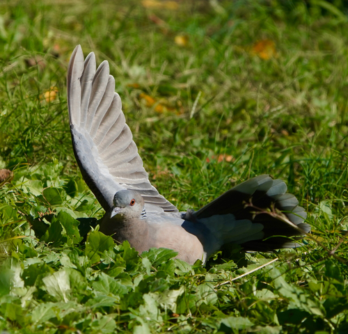 Streptopelia orientalis observed 2026-10-28