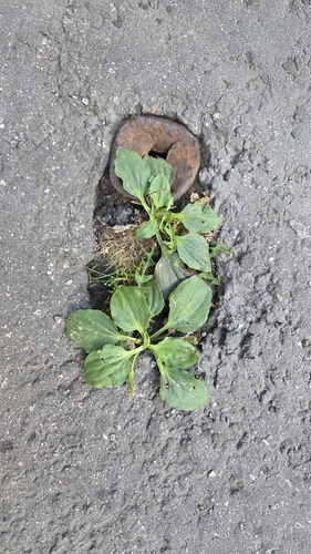 Plantago observed 2026-10-28