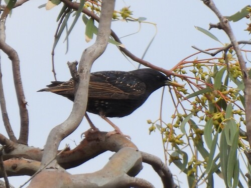 Sturnus vulgaris observed 2026-10-28