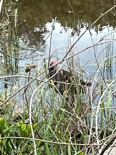 Porphyrio porphyrio observed 2026-10-28