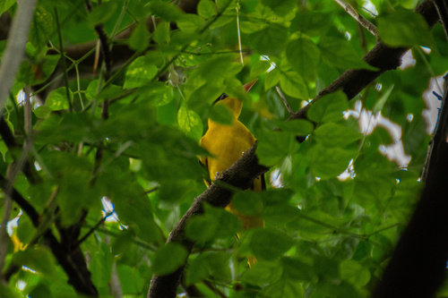 Oriolus chinensis observed 2026-10-28
