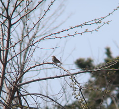 Anthus hodgsoni