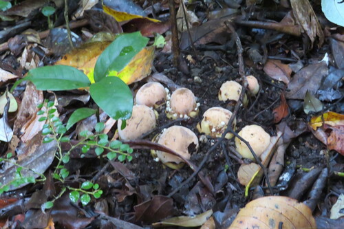 Balanophora fungosa observed 2026-10-17