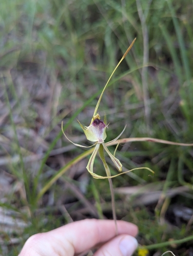 Caladenia observed 2026-10-28