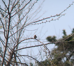 Anthus hodgsoni