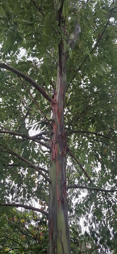 Eucalyptus deglupta observed 2026-10-28