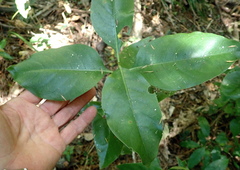 Coprosma macrocarpa minor