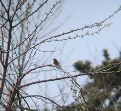 Anthus hodgsoni