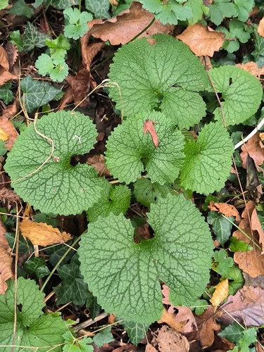 Alliaria petiolata observed 2026-10-28