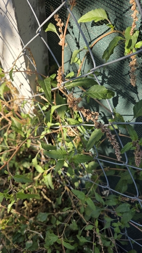 Amaranthus observed 2026-10-28