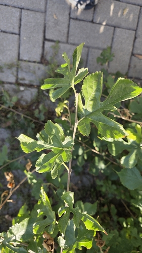 Morus alba observed 2026-10-28