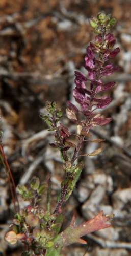 Image of Lepidium papillosum by (c) Russell Best, some rights reserved (CC BY)