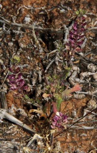 Image of Lepidium papillosum by (c) Russell Best, some rights reserved (CC BY)