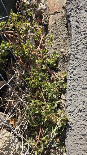 Portulaca oleracea observed 2026-10-28