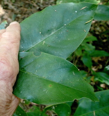 Coprosma macrocarpa minor