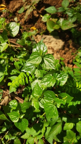 Peperomia pellucida observed 2026-10-28