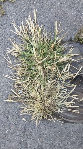 Eleusine indica observed 2026-10-28