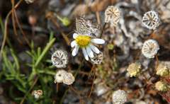 Theclinesthes serpentata serpentata
