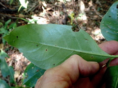 Coprosma macrocarpa minor