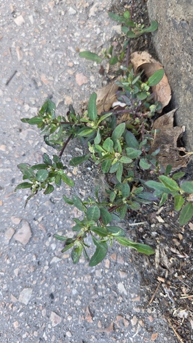 Chenopodium observed 2026-10-28