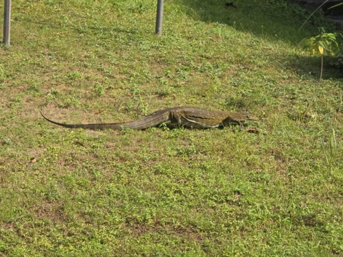 Varanus observed 2026-10-28