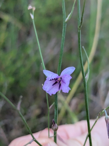 Arthropodium strictum, 2026-10-28