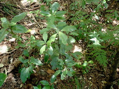 Hedycarya arborea