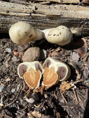 Pholiota nubigena