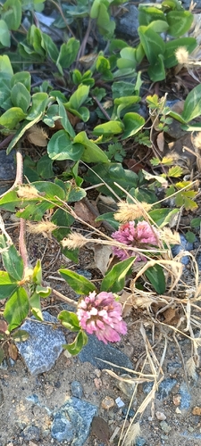 Trifolium observed 2026-10-28