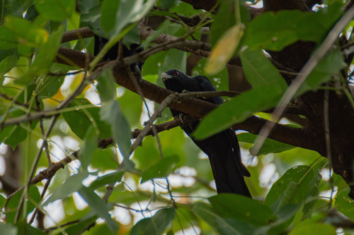 Eudynamys scolopaceus observed 2026-10-28
