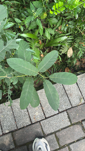 Ehretia acuminata observed 2026-10-28