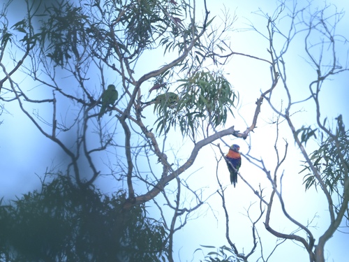 Trichoglossus haematodus observed 2026-10-28