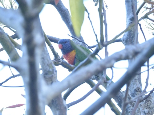 Trichoglossus haematodus observed 2026-10-28