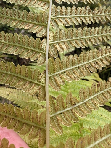 Dryopteris observed 2026-10-28