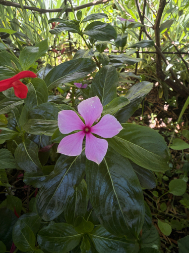Catharanthus roseus observed 2026-10-28