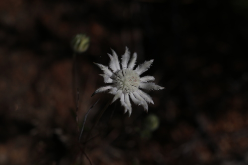 Actinotus leucocephalus, 2026-10-27