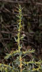 Sclerolaena muricata muricata