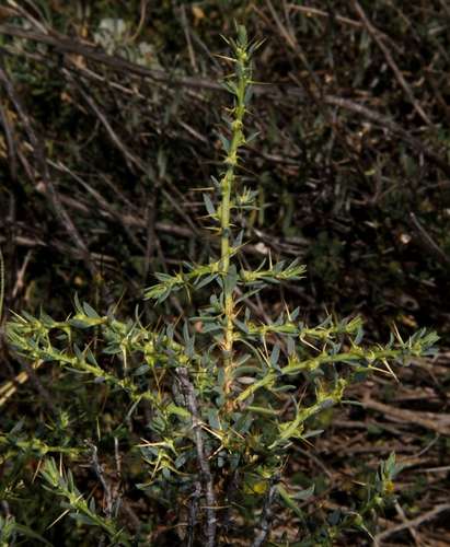 Image of Rolypoly Negro (Sclerolaena muricata) by (c) Russell Best, some rights reserved (CC BY)