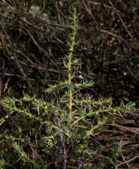 Sclerolaena muricata muricata