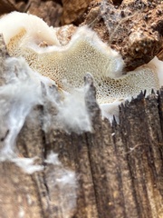 Spongiporus leucospongia