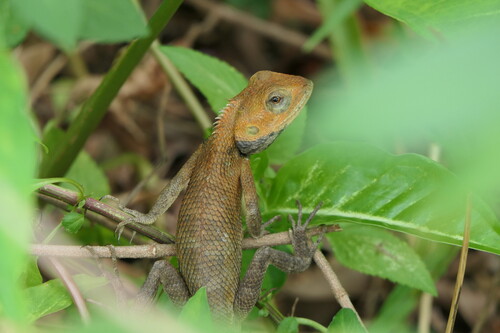 Calotes versicolor observed 2026-10-28