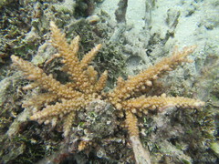 Acropora florida