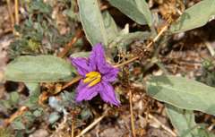 Solanum esuriale